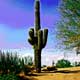 Arizona Cactus