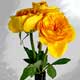 Captured Yellow Roses