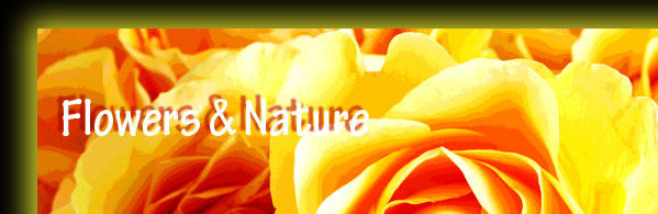 Flowers & Nature Gallery Collections