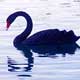 Mysterious Black Swan.jpg